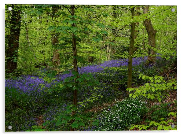 Bluebell woods Acrylic by Fine art by Rina