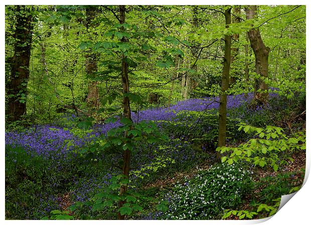 Bluebell woods Print by Fine art by Rina