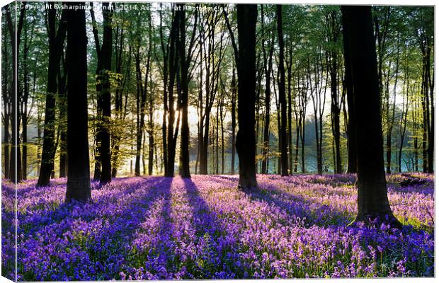 Bluebell Dawn - 2 Canvas Print by Sharpimage NET