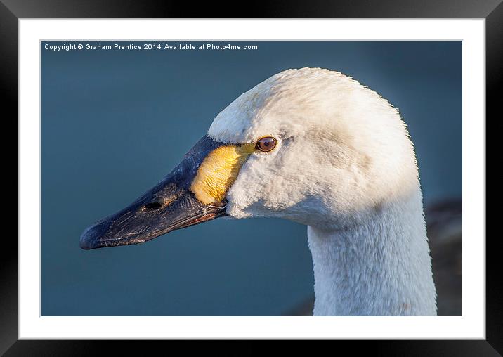 Head of Bewicks Swan Framed Mounted Print by Graham Prentice