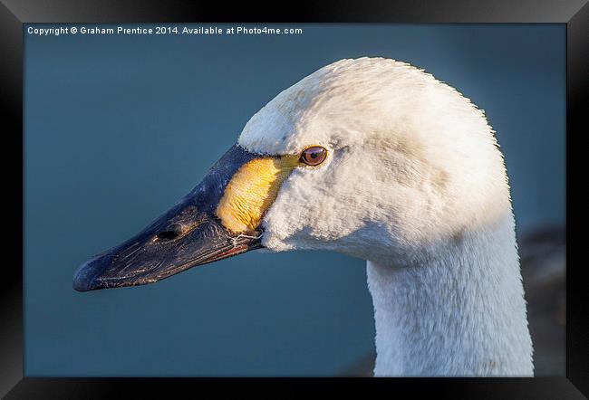 Head of Bewicks Swan Framed Print by Graham Prentice