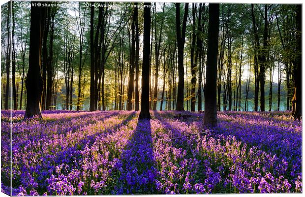 Bluebell Dawn - 1 Canvas Print by Sharpimage NET