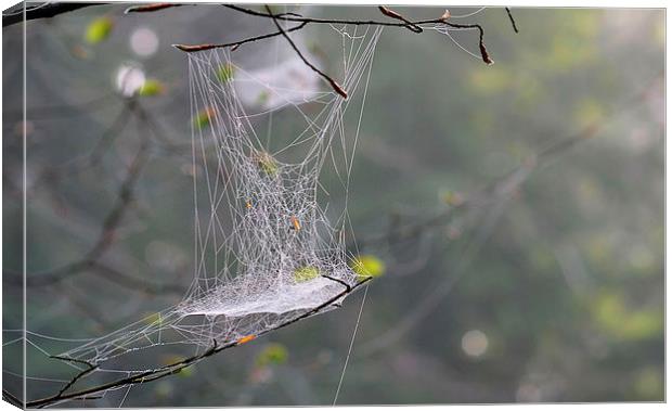 Hanging Spider web Canvas Print by Mark  F Banks