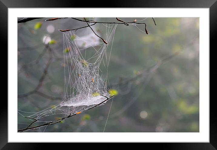 Hanging Spider web Framed Mounted Print by Mark  F Banks