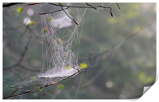 Hanging Spider web Print by Mark  F Banks