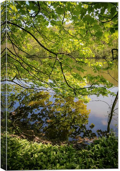 Reflection in Keg Pool - Etherow Park Canvas Print by Andy McGarry