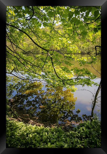 Reflection in Keg Pool - Etherow Park Framed Print by Andy McGarry