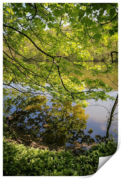 Reflection in Keg Pool - Etherow Park Print by Andy McGarry