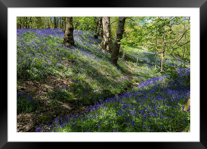 Blue Bell Carpet Framed Mounted Print by Andy McGarry
