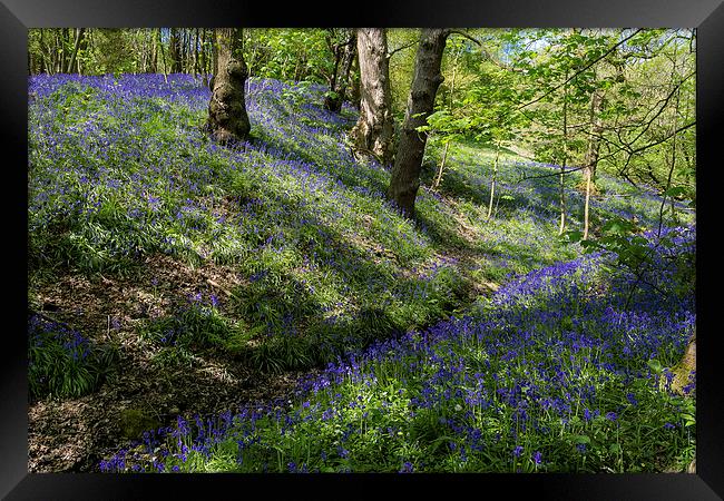 Blue Bell Carpet Framed Print by Andy McGarry