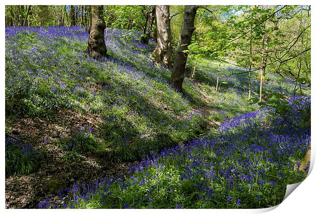 Blue Bell Carpet Print by Andy McGarry
