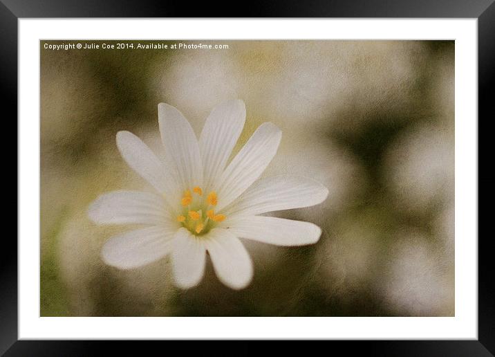 Stitchwort Flower Framed Mounted Print by Julie Coe