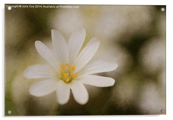 Stitchwort Flower Acrylic by Julie Coe