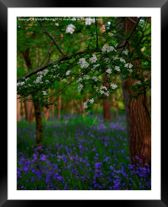 Bluebells and Blossom Framed Mounted Print by Martyn Arnold
