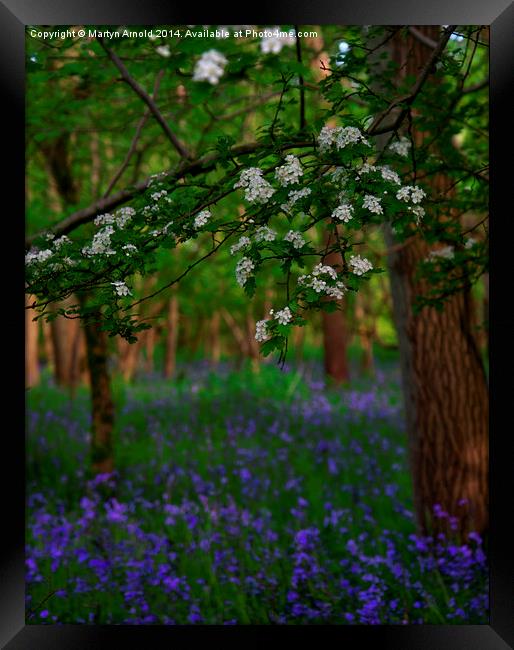 Bluebells and Blossom Framed Print by Martyn Arnold