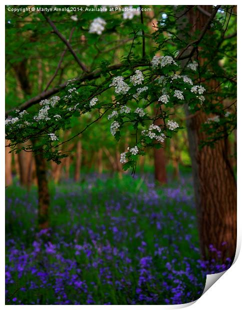 Bluebells and Blossom Print by Martyn Arnold