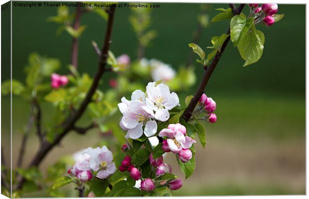 Wild Apple blossom Canvas Print by Thanet Photos