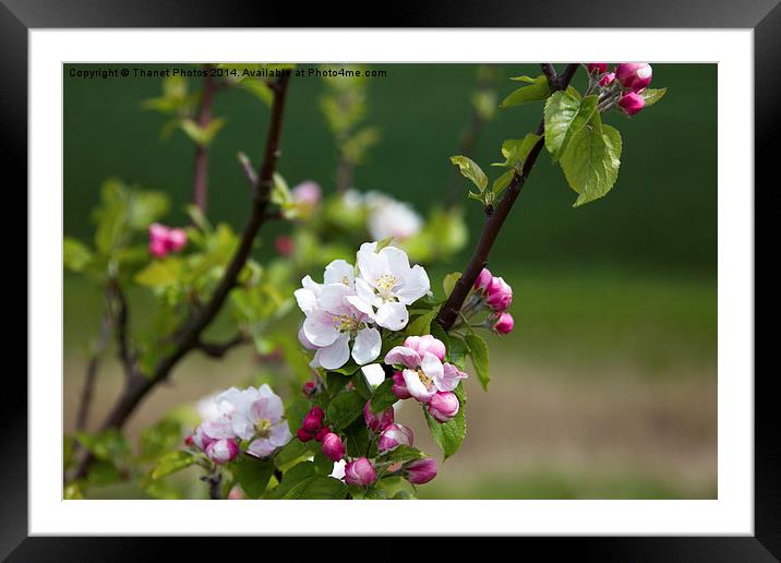 Wild Apple blossom Framed Mounted Print by Thanet Photos
