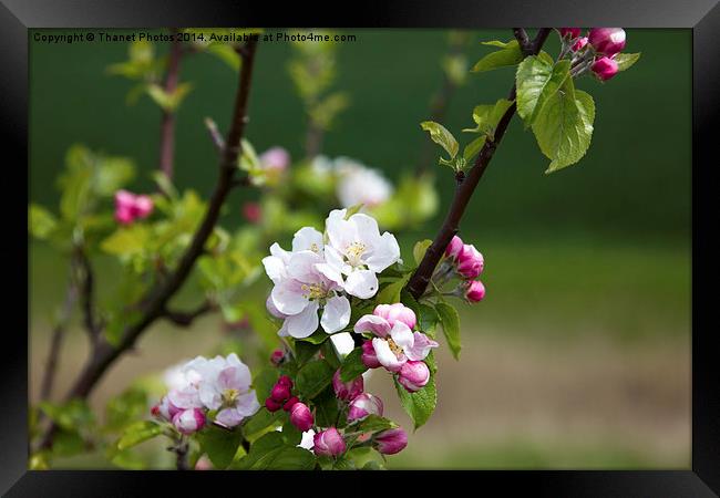Wild Apple blossom Framed Print by Thanet Photos