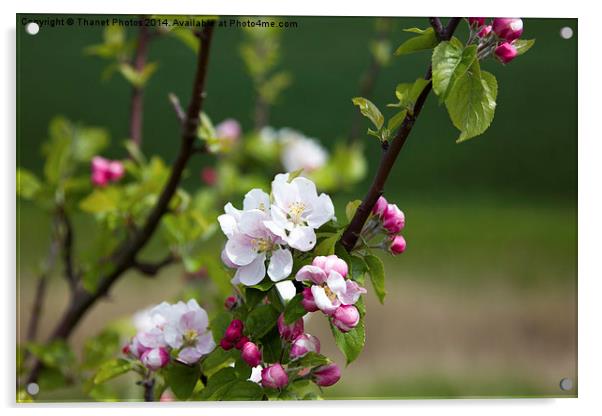 Wild Apple blossom Acrylic by Thanet Photos