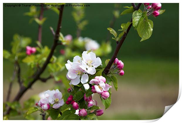 Wild Apple blossom Print by Thanet Photos