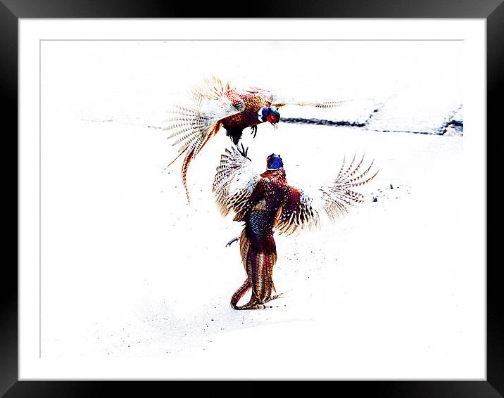 Fighting Pheasants Framed Mounted Print by Keith Campbell