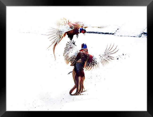 Fighting Pheasants Framed Print by Keith Campbell