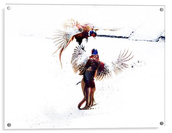 Fighting Pheasants Acrylic by Keith Campbell