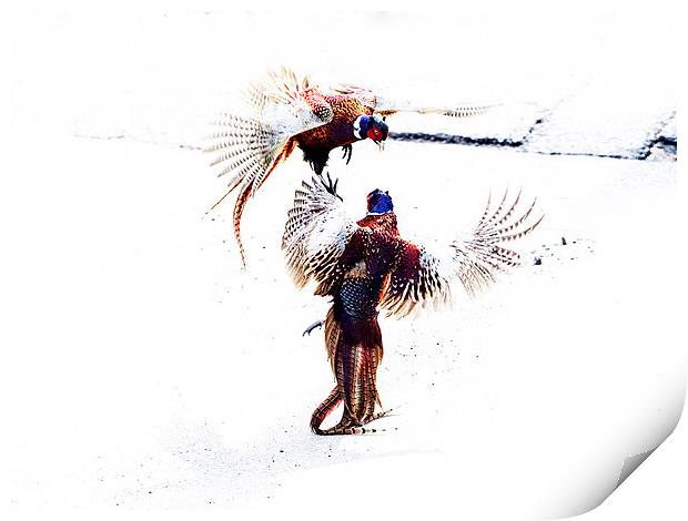 Fighting Pheasants Print by Keith Campbell