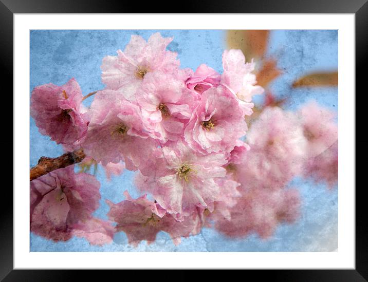 In Bloom. Framed Mounted Print by Gaynor Duthie
