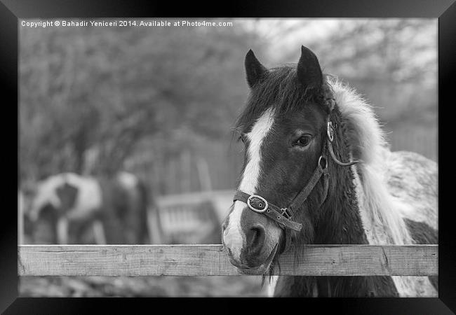 Horse Portrait Framed Print by Bahadir Yeniceri