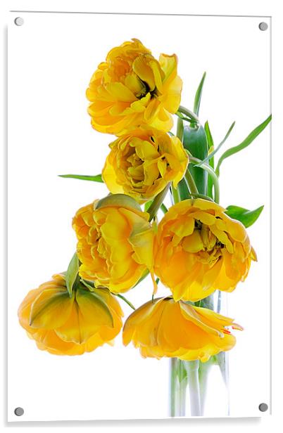 Yellow Tulips Acrylic by Ann Garrett