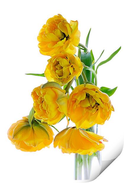 Yellow Tulips Print by Ann Garrett