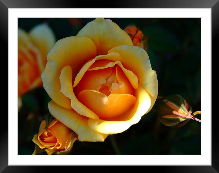 Anniversary Rose Framed Mounted Print by Christopher Humphrey