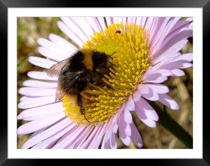 Bee Day Framed Mounted Print by Christopher Humphrey