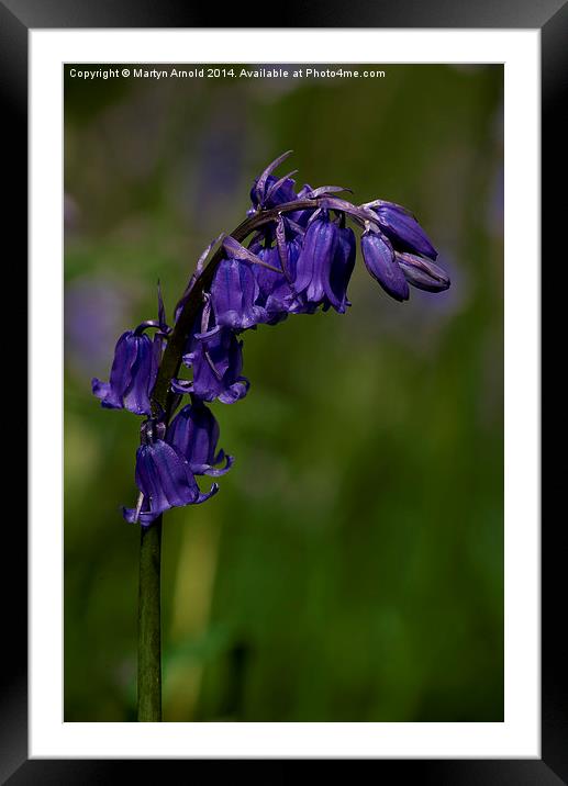 English Bluebell Framed Mounted Print by Martyn Arnold
