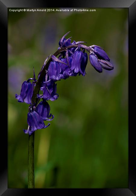 English Bluebell Framed Print by Martyn Arnold