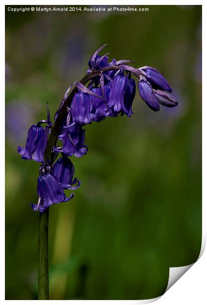 English Bluebell Print by Martyn Arnold