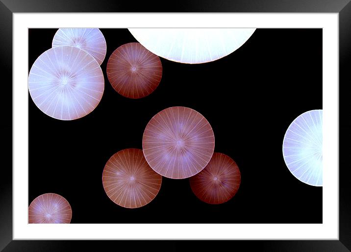 Shrooms Framed Mounted Print by