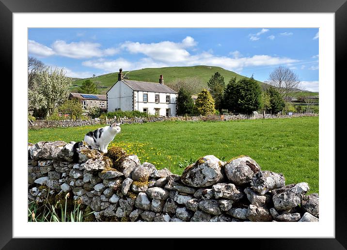 Cat on a wall Malham. Framed Mounted Print by Gary Kenyon