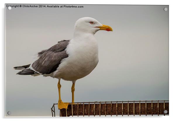 Gull on the Edge Acrylic by Chris Archer