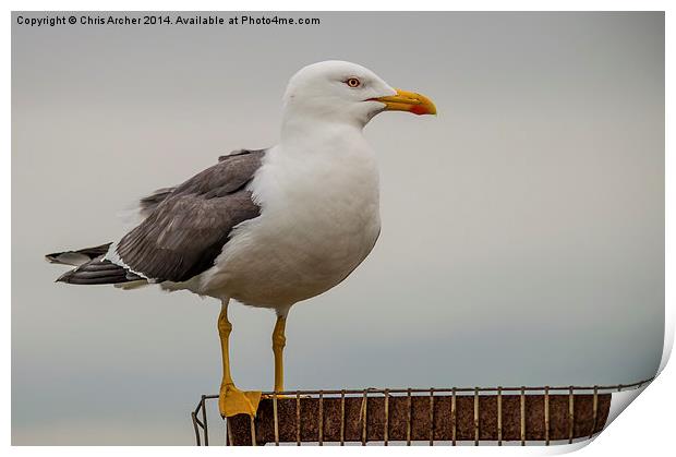 Gull on the Edge Print by Chris Archer