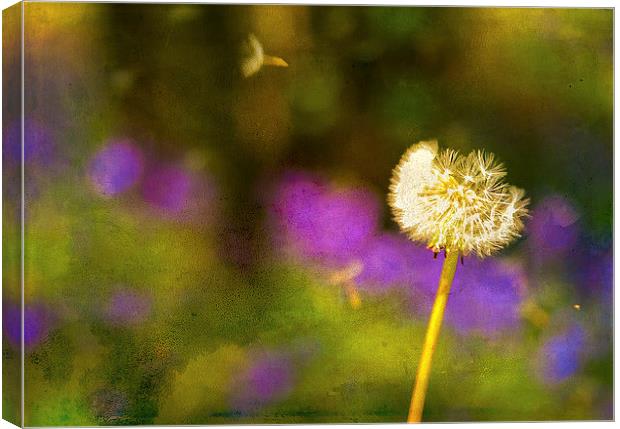 Dandelion Clock in front of a field of bluebells Canvas Print by Andy McGarry