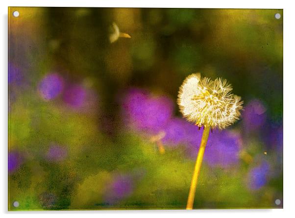 Dandelion Clock in front of a field of bluebells Acrylic by Andy McGarry