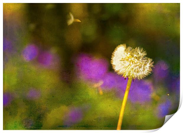 Dandelion Clock in front of a field of bluebells Print by Andy McGarry