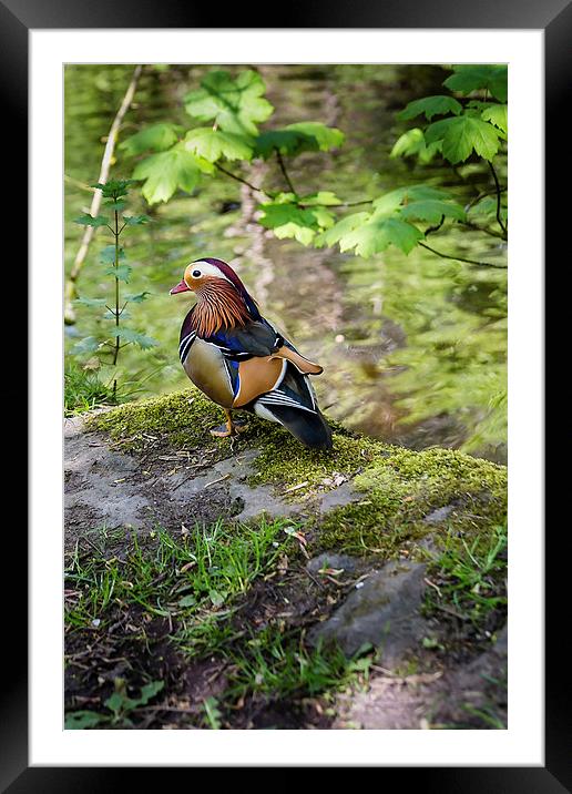 Wild Mandarin Duck Framed Mounted Print by Andy McGarry