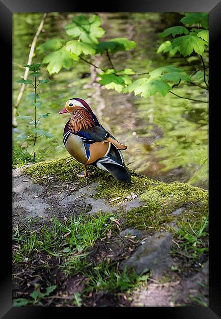 Wild Mandarin Duck Framed Print by Andy McGarry