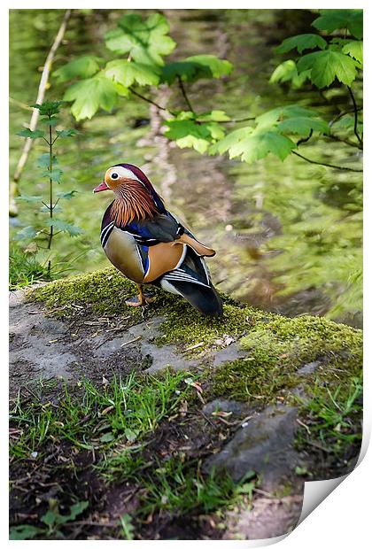Wild Mandarin Duck Print by Andy McGarry