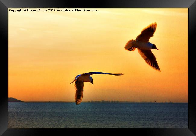 Silhouetted birds Framed Print by Thanet Photos
