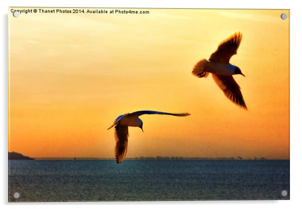 Silhouetted birds Acrylic by Thanet Photos